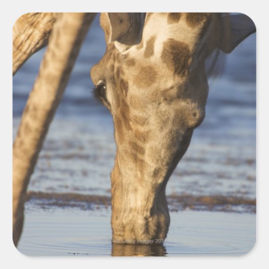 Giraffe (Giraffa Camelopardalis) drink water Vierkante Sticker (Voorkant)