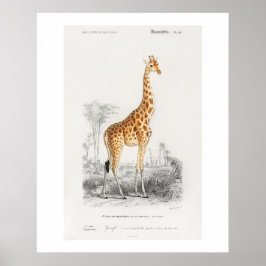 Giraffe (Giraffa camelopardalis) illustratie Poster