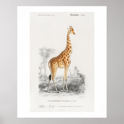 Giraffe (Giraffa camelopardalis) illustratie Poster (Voorkant)