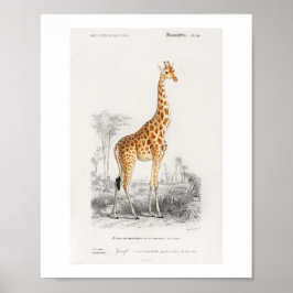 Giraffe (Giraffa camelopardalis) illustratie Poster