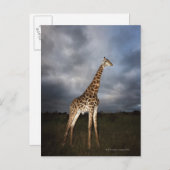 Giraffe (Giraffa camelopardalis) in dramatisch Briefkaart (Voorkant / Achterkant)