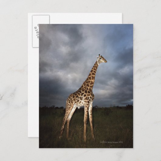 Giraffe (Giraffa camelopardalis) in dramatisch Briefkaart (Voorkant / Achterkant)