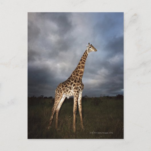 Giraffe (Giraffa camelopardalis) in dramatisch Briefkaart (Voorkant)