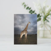 Giraffe (Giraffa camelopardalis) in dramatisch Briefkaart (Staand voorkant)