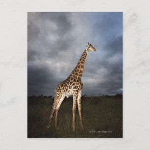 Giraffe (Giraffa camelopardalis) in dramatisch Briefkaart