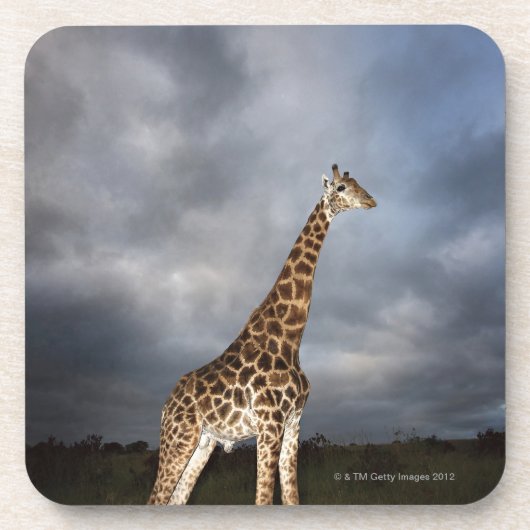 Giraffe (Giraffa camelopardalis) in dramatisch Onderzetter (Voorkant)