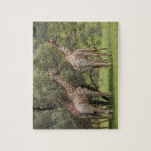 Giraffe, Giraffa camelopardalis, Kgalagadi 2 Legpuzzel (Verticaal)