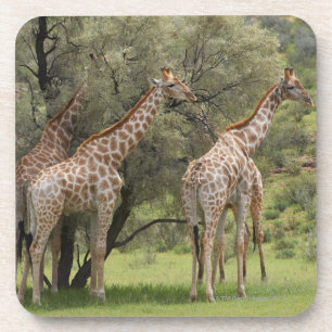 Giraffe, Giraffa camelopardalis, Kgalagadi 2 Onderzetter