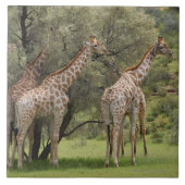 Giraffe, Giraffa camelopardalis, Kgalagadi 2 Tegeltje (Voorkant)