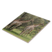 Giraffe, Giraffa camelopardalis, Kgalagadi 2 Tegeltje (Zijkant)