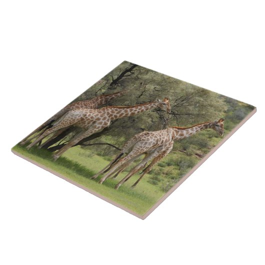 Giraffe, Giraffa camelopardalis, Kgalagadi 2 Tegeltje (Zijkant)