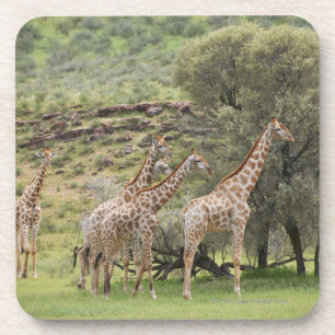 Giraffe, Giraffa camelopardalis, Kgalagadi 3 Bier Onderzetter