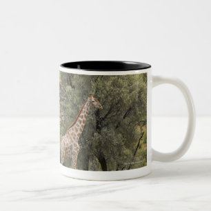 Giraffe, Giraffa camelopardalis, Kgalagadi 3 Tweekleurige Koffiemok