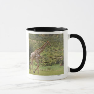 Giraffe, Giraffa camelopardalis, Kgalagadi Mok