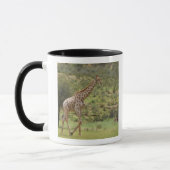 Giraffe, Giraffa camelopardalis, Kgalagadi Mok (Links)