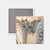 Giraffe (Giraffa camelopardalis) Magneet (Voorkant / Achterkant)