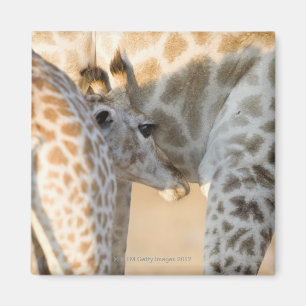 Giraffe (Giraffa camelopardalis) Magneet