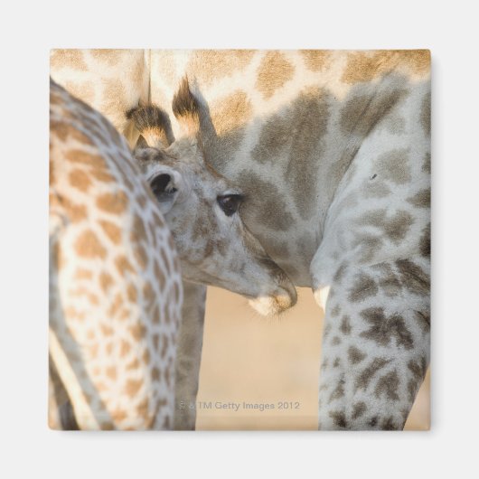 Giraffe (Giraffa camelopardalis) Magneet (Voorkant)