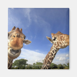 Giraffe (Giraffa camelopardalis), met celstructuur Magneet