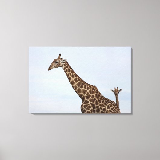 Giraffe (Giraffa camelopardalis), nationale Chobe  Canvas Afdruk (Voorkant)