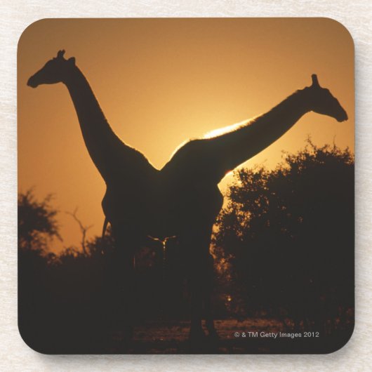 Giraffe (Giraffa camelopardalis) Paar Bier Onderzetter (Voorkant)