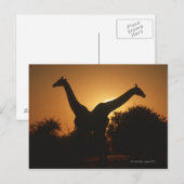 Giraffe (Giraffa camelopardalis) Paar Briefkaart (Voorkant / Achterkant)