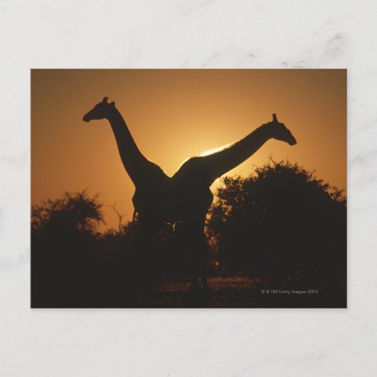 Giraffe (Giraffa camelopardalis) Paar Briefkaart (Voorkant)