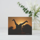 Giraffe (Giraffa camelopardalis) Paar Briefkaart (Staand voorkant)
