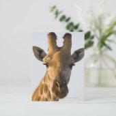 Giraffe (Giraffa camelopardalis) portret, Imire Briefkaart (Staand voorkant)