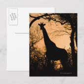 Giraffe (Giraffa camelopardalis) silhouette Briefkaart (Voorkant / Achterkant)