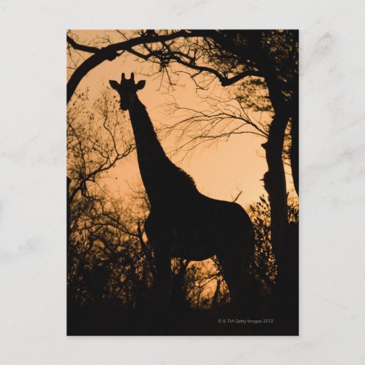 Giraffe (Giraffa camelopardalis) silhouette Briefkaart (Voorkant)