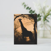 Giraffe (Giraffa camelopardalis) silhouette Briefkaart (Staand voorkant)