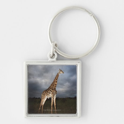 Giraffe (Giraffa camelopardalis) Sleutelhanger (Voorkant)