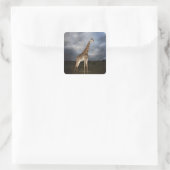 Giraffe (Giraffa camelopardalis) Vierkante Sticker (Tas)