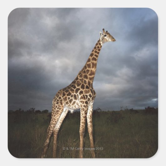Giraffe (Giraffa camelopardalis) Vierkante Sticker (Voorkant)