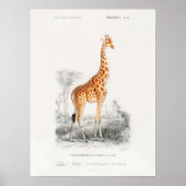 Giraffe Giraffa Charles Dessalines D Orbigny Print (Voorkant)