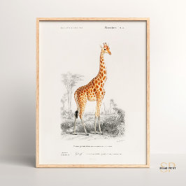 Giraffe Giraffa Charles Dessalines D Orbigny Print