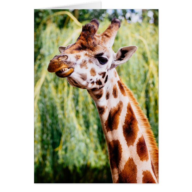 Giraffe glimlachen, dier met tanden (Voorkant)
