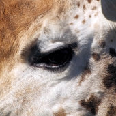 GIRAFFE GOLFHEADCOVER