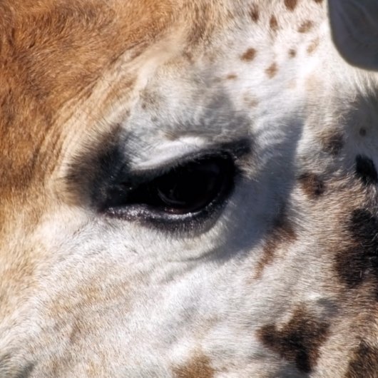 GIRAFFE GOLFHEADCOVER