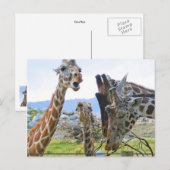 Giraffe Gossip Briefkaart (Voorkant / Achterkant)