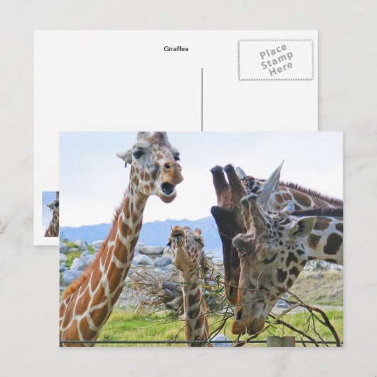 Giraffe Gossip Briefkaart (Voorkant / Achterkant)