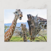 Giraffe Gossip Briefkaart (Voorkant)
