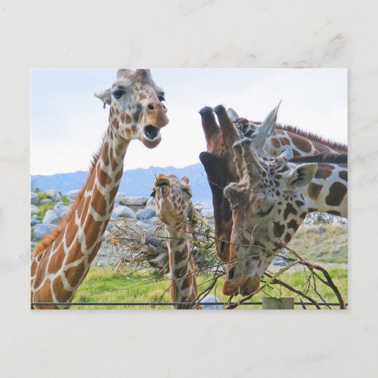 Giraffe Gossip Briefkaart (Voorkant)