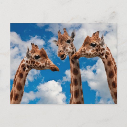 Giraffe Gossip Girls Briefkaart (Voorkant)