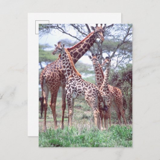 Giraffe Group of Herd w/Young, Giraffa Briefkaart (Voorkant / Achterkant)