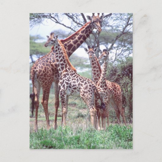 Giraffe Group of Herd w/Young, Giraffa Briefkaart (Voorkant)