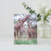 Giraffe Group of Herd w/Young, Giraffa Briefkaart (Staand voorkant)