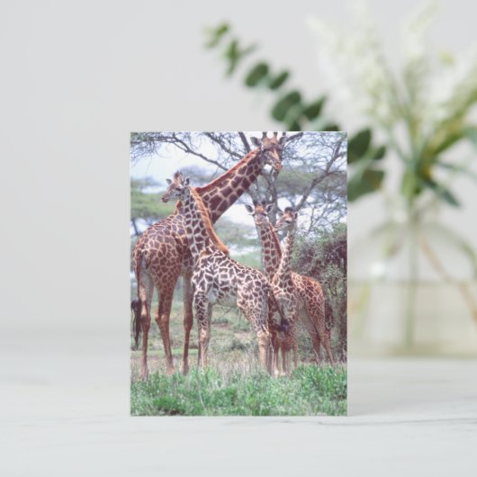 Giraffe Group of Herd w/Young, Giraffa Briefkaart (Staand voorkant)