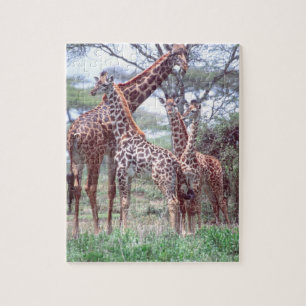 Giraffe Group of Herd w/Young, Giraffa Legpuzzel